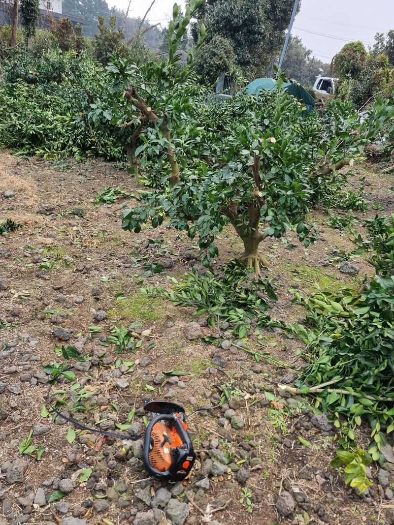 장터 상품 [레드향묘목 4년생 ] 썸네일