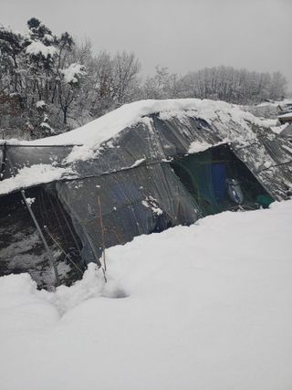 유기농 블루베리 농님의 자유주제 · 자유게시판 작성글 사진
