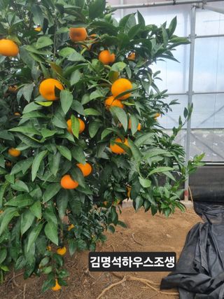 송응준님의 작성글 사진