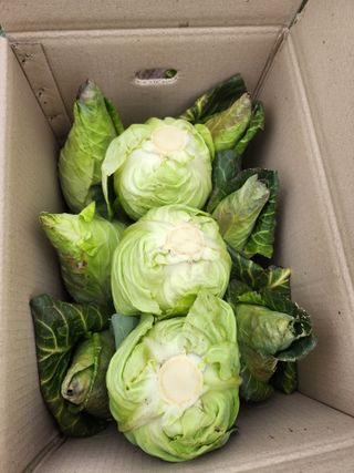 제주부자팜님의 작성글 사진