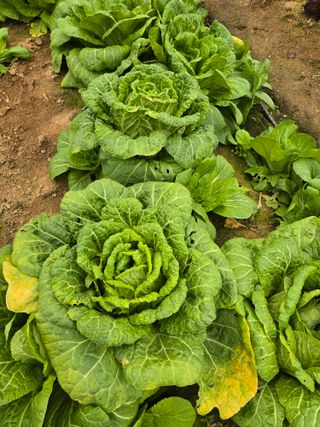 노아님의 자유주제 · 자유게시판 작성글 사진