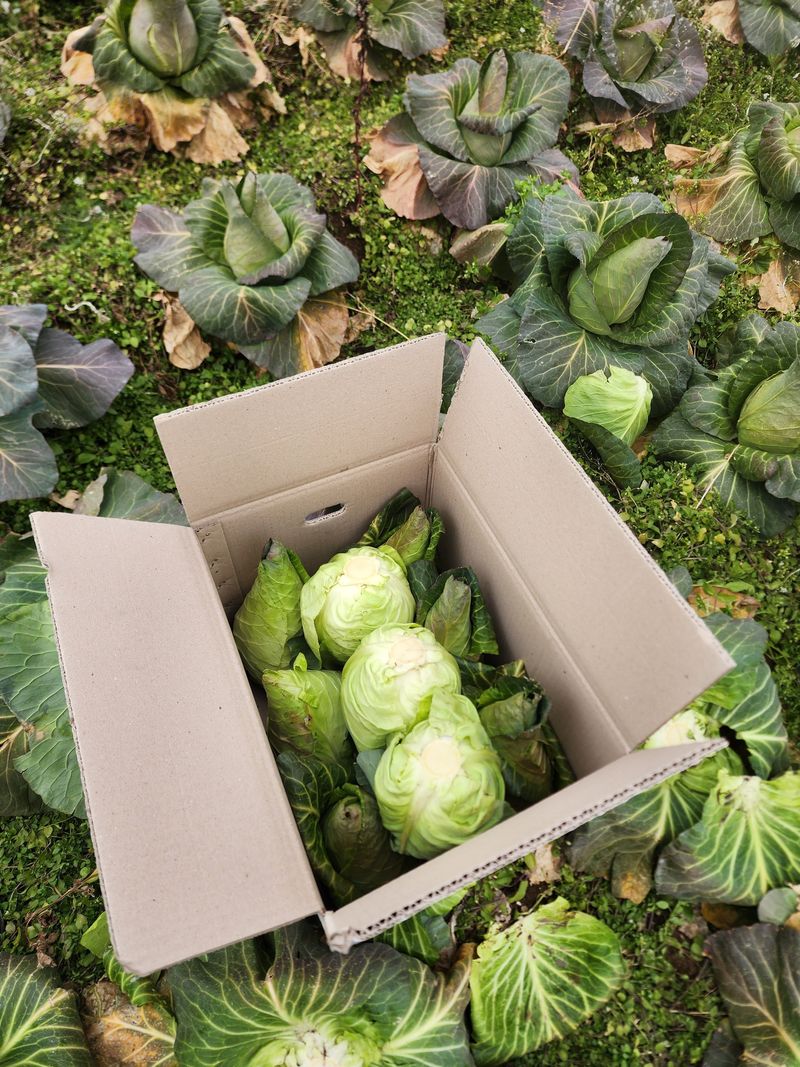 제주부자팜님의 장터 판매 상품 [고깔양배추 10kg] 첨부 사진