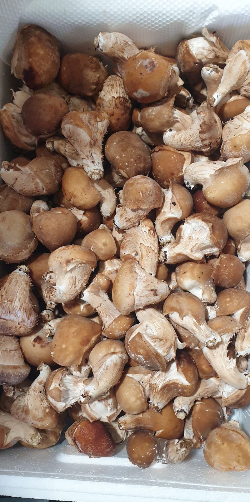 황룡참송이님의 장터 판매 상품 [황룡참송이 가정용1kg] 첨부 사진