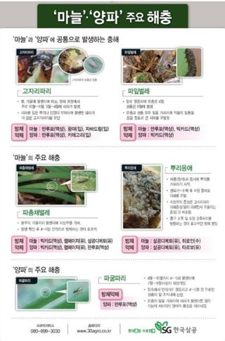 대산농사대장님의 마늘 · 비료•농약 작성글 사진