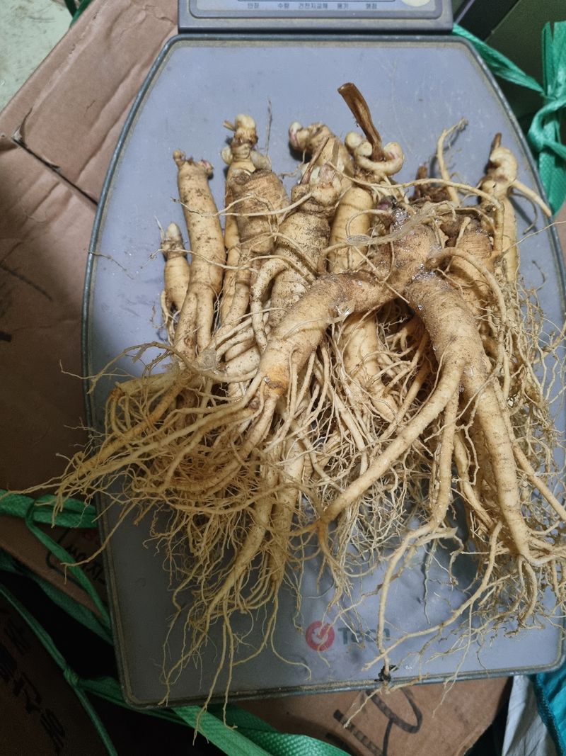 모두팜님의 장터 판매 상품 [세척인삼 750g] 첨부 사진