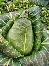 팜모닝 자유주제·자유게시판 게시글 이미지