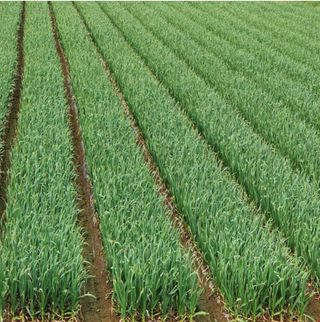 대산농사대장님의 양파 · 자유게시판 작성글 사진