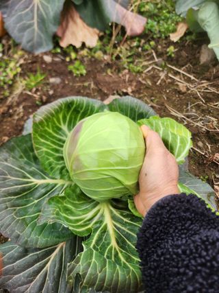 제주부자팜님의 자유주제 · 자유게시판 작성글 사진