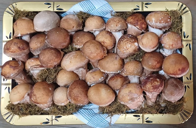 장터 상품 [황룡참송이 가정용1kg] 썸네일