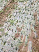 팜모닝 자유주제·자유게시판 게시글 이미지