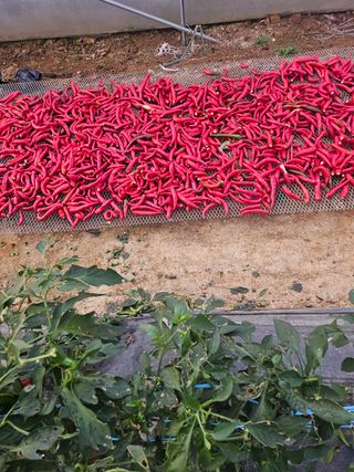 선우농장님의 자유주제 · 자유게시판 작성글 사진