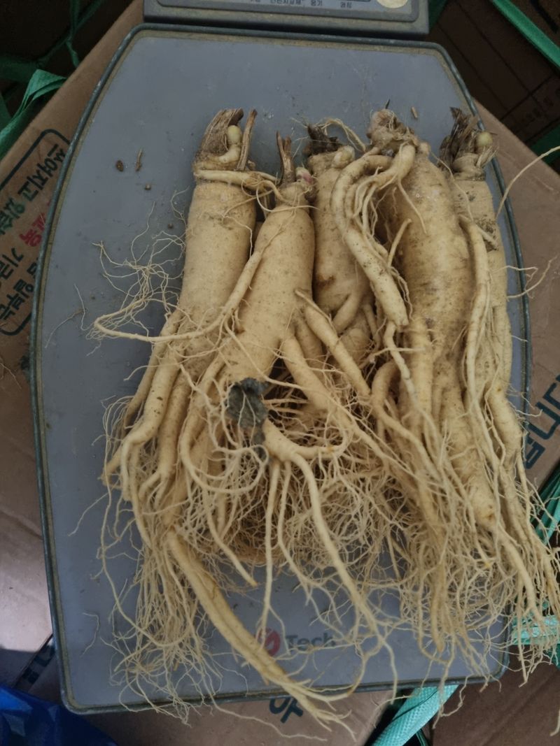 모두팜님의 장터 판매 상품 [세척인삼 750g] 첨부 사진