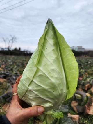 제주부자팜님의 작성글 사진