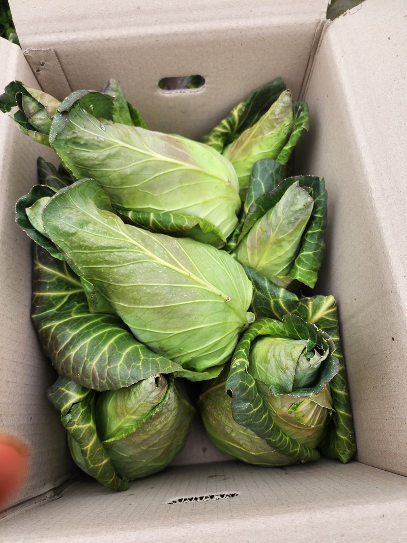 제주부자팜님의 장터 판매 상품 [고깔양배추 10kg] 첨부 사진