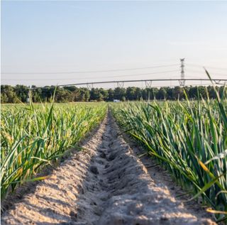 대산농사대장님의 양파 · 자유게시판 작성글 사진