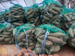 Happy100w님의 고구마 · 영농일지 작성글 사진