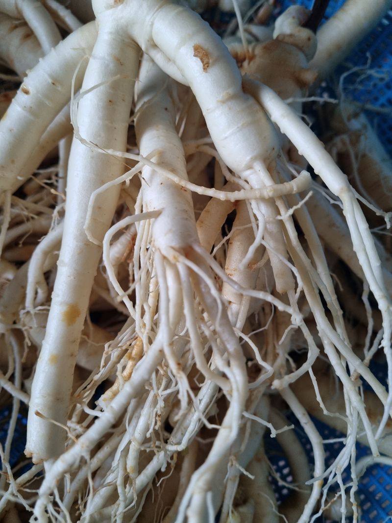 장터 상품 [세척인삼 750g] 썸네일