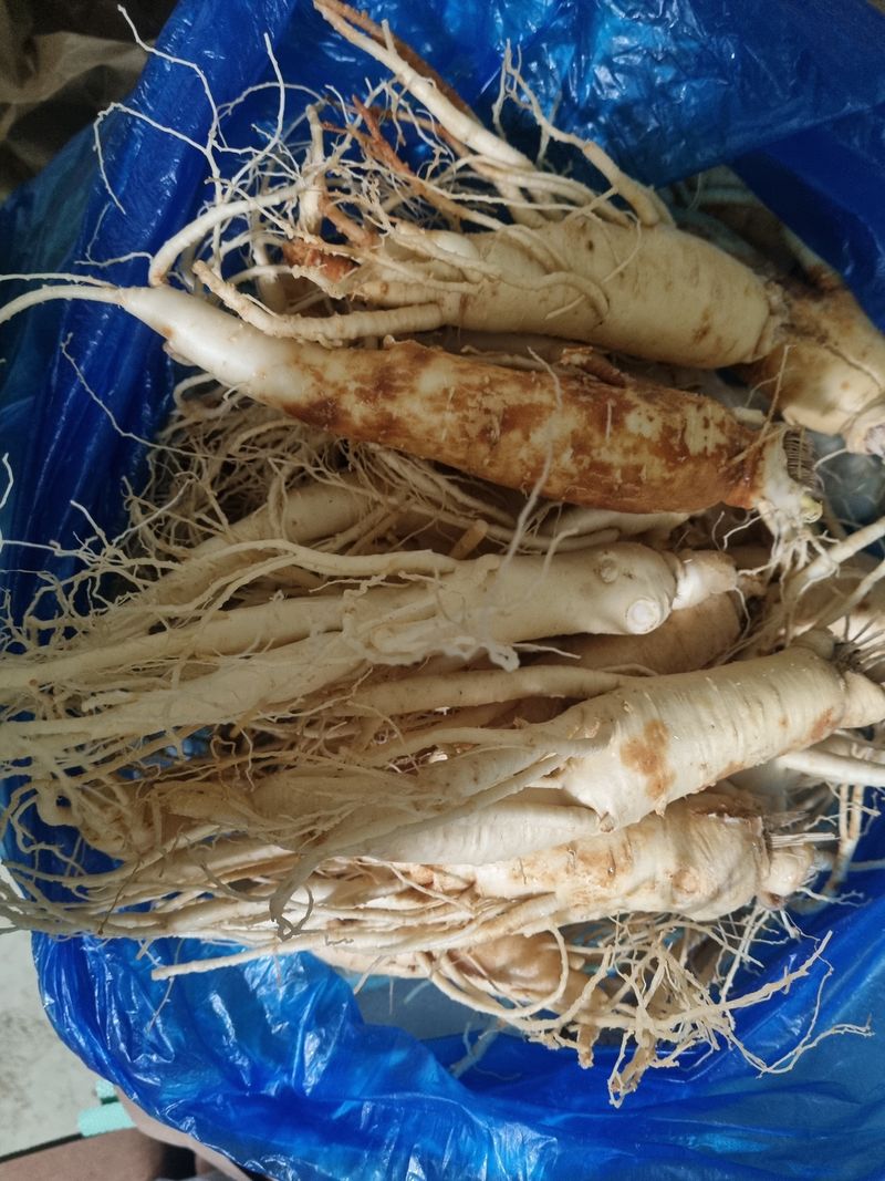 모두팜님의 장터 판매 상품 [세척인삼 750g] 첨부 사진