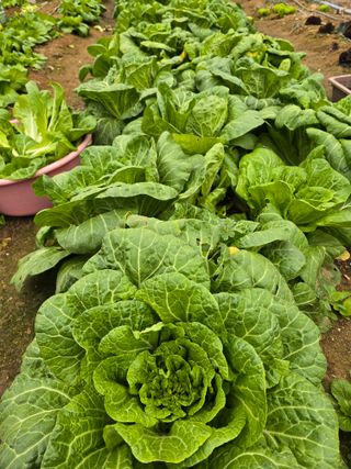 노아님의 자유주제 · 자유게시판 작성글 사진