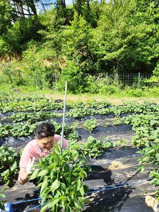 고영희님의 농업인 건보료 지원확대, 찬성vs반대 · 참여글 작성글 사진