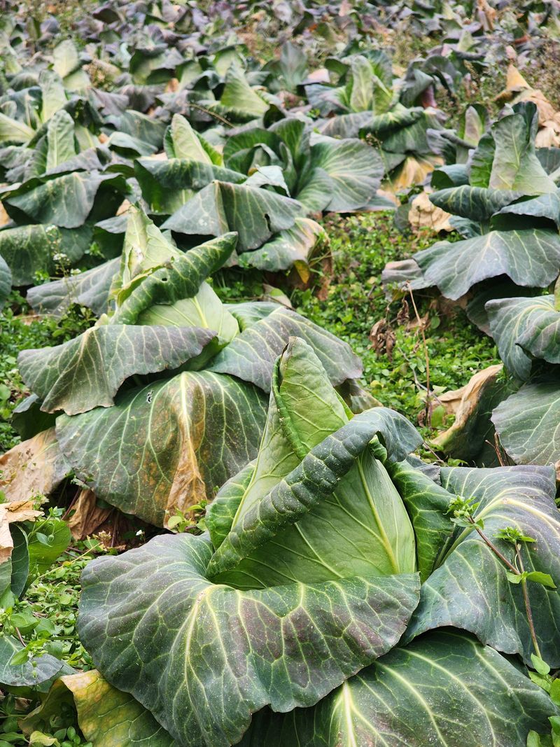제주부자팜님의 장터 판매 상품 [고깔양배추 10kg] 첨부 사진