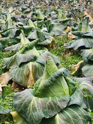 제주부자팜님의 작성글 사진