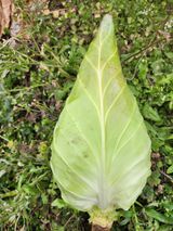 팜모닝 · 게시글 이미지