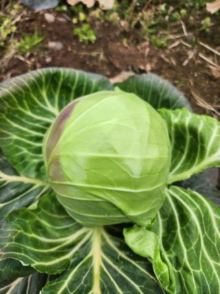 제주부자팜님의 자유주제 · 자유게시판 작성글 사진