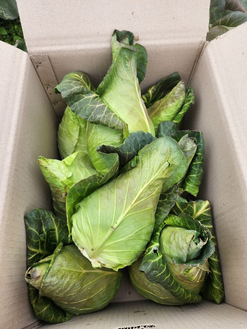 제주부자팜님의 장터 판매 상품 [고깔양배추 10kg] 첨부 사진