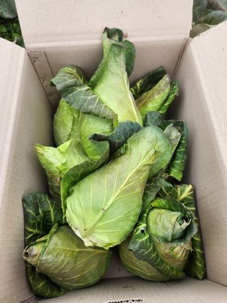 제주부자팜님의 작성글 사진