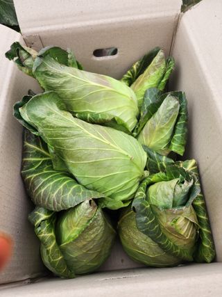 제주부자팜님의 자유주제 · 자유게시판 작성글 사진