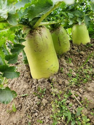 참깨.고추ㆍ박천제님의 농업인 건보료 지원확대, 찬성vs반대 · 참여글 작성글 사진