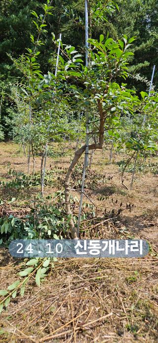 나무의인생과삶님의 설날 계획 공유해요 · 참여글 작성글 사진