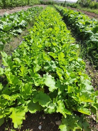 쏭이네농장(현자)님의 농업인 건보료 지원확대, 찬성vs반대 · 참여글 작성글 사진