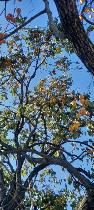 초보농사꾼보미촌님의 농업인 건보료 지원확대, 찬성vs반대 · 참여글 작성글 사진