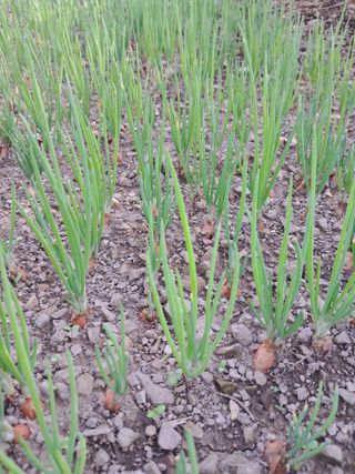 두채균님의 농업인 건보료 지원확대, 찬성vs반대 · 참여글 작성글 사진