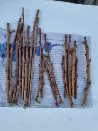 김용대님의 자유주제 · 자유게시판 작성글 사진