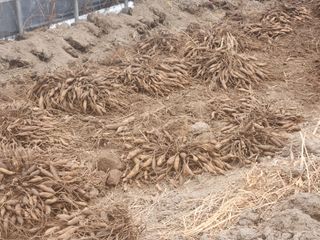 이창신님의 자유주제 · 자유게시판 작성글 사진