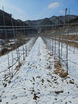 팜모닝 자유주제·자유게시판 게시글 이미지