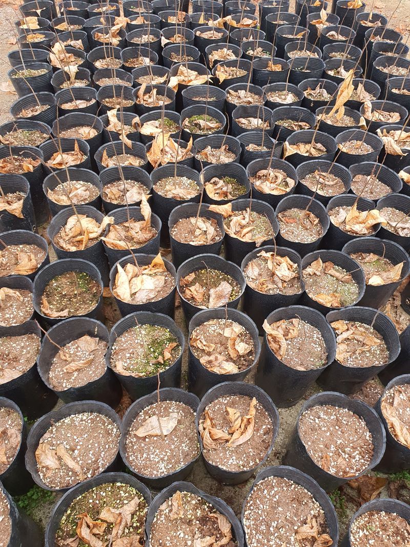 뿌리묘목농원님의 장터 판매 상품 [포포나무 2년생 포트묘] 첨부 사진