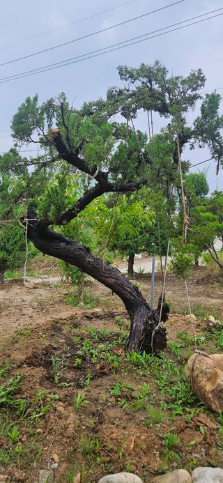 나무의인생과삶님의 설날 계획 공유해요 · 참여글 작성글 사진