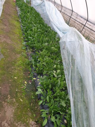 갑돌이님의 자유주제 · 자유게시판 작성글 사진