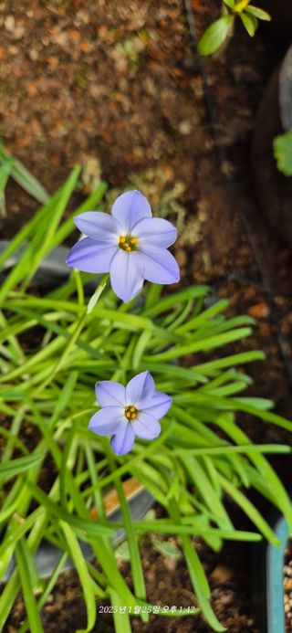 달맛햇복숭아농원님의 자유주제 · 사진전 작성글 사진