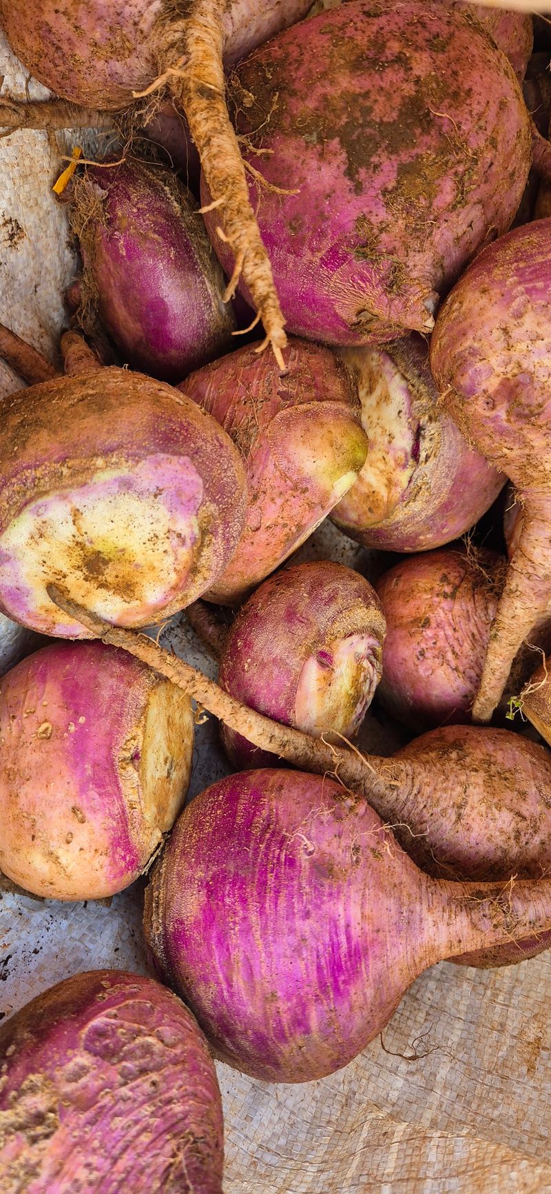 장터 상품 [순무5키로] 썸네일