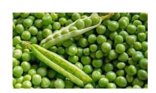 대산농사대장님의 콩 · 자유게시판 작성글 사진