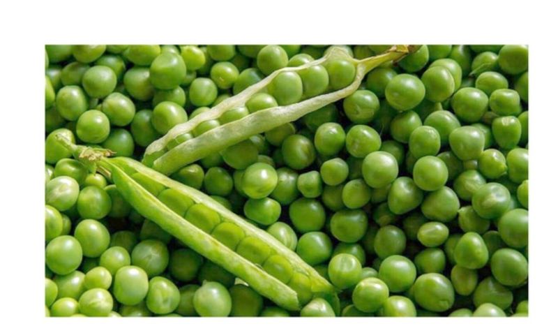 대산농사대장님의 장터 판매 상품 [동오스파크 완두콩 씨앗   수량성우수  ] 첨부 사진