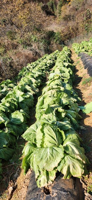 참깨.고추ㆍ박천제님의 농업인 건보료 지원확대, 찬성vs반대 · 참여글 작성글 사진