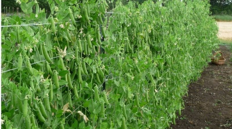 대산농사대장님의 장터 판매 상품 [동오스파크 완두콩 씨앗   수량성우수  ] 첨부 사진