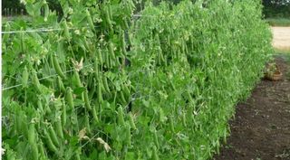 대산농사대장님의 작성글 사진