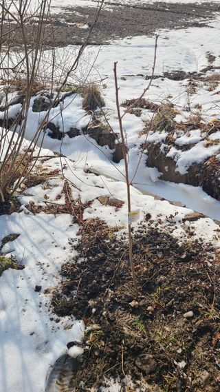 산양삼님의 자유주제 · 자유게시판 작성글 사진